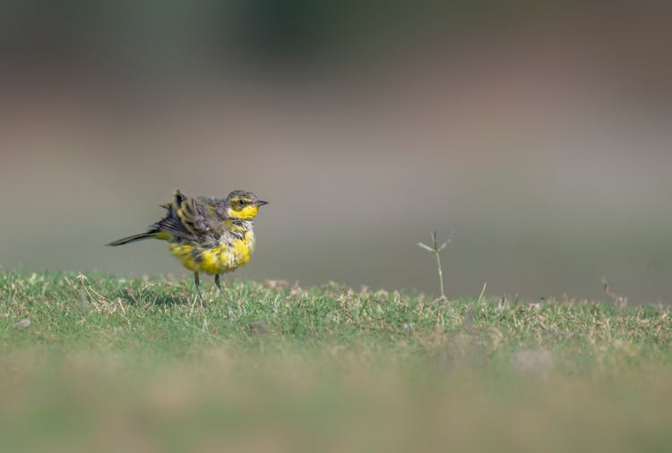 Little Bird With Ruffled Feathers On The Grass