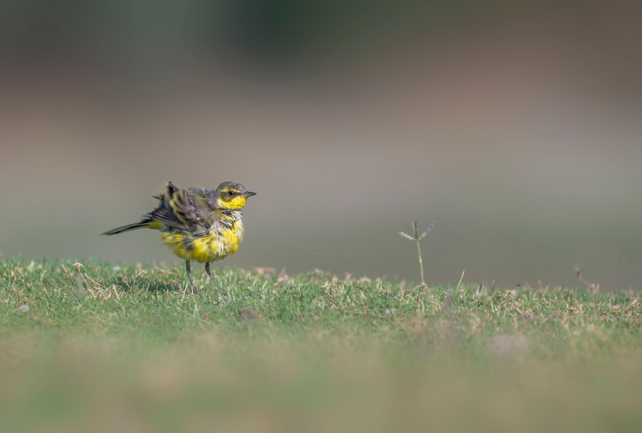 Bird Ruffle Little Bird with Ruffled Feathers on the Grass · Free Stock Photo
