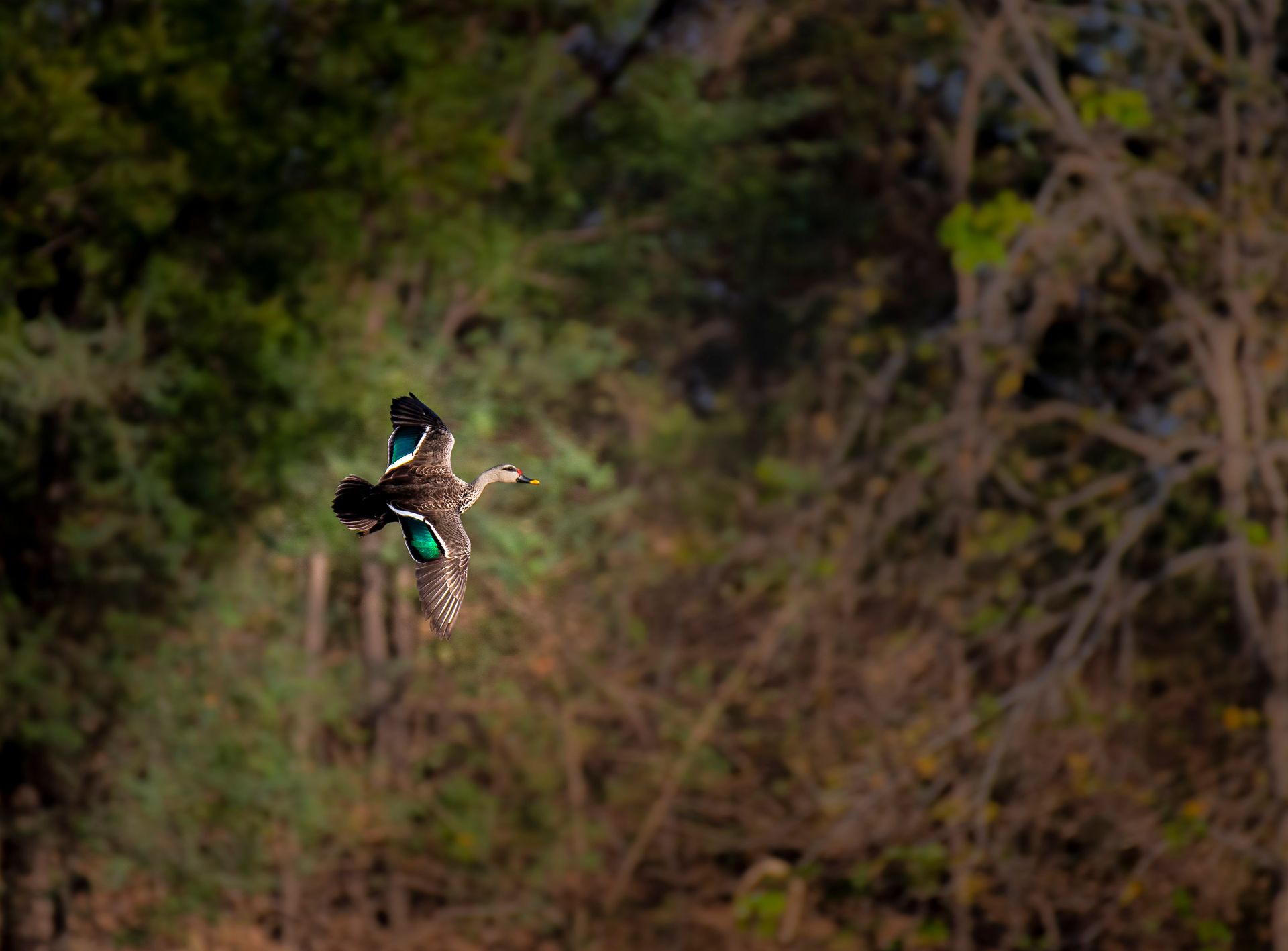 A stunning close-up of a duck flying over a dense forest, showcasing vibrant plumage.