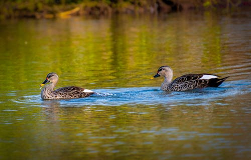 Photos gratuites de animaux, bassin, canards