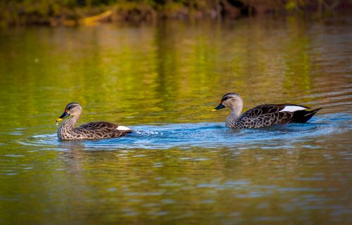 Free Two spot-billed ducks gracefully swimming on a serene lake. Stock Photo