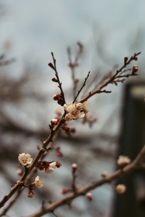 Free Close-up of delicate spring blossoms flowering on bare branches, symbolizing new beginnings. Stock Photo