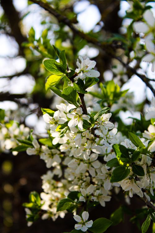 Free A detailed view of white flowers blooming on a tree branch during springtime, showcasing nature's beauty. Stock Photo