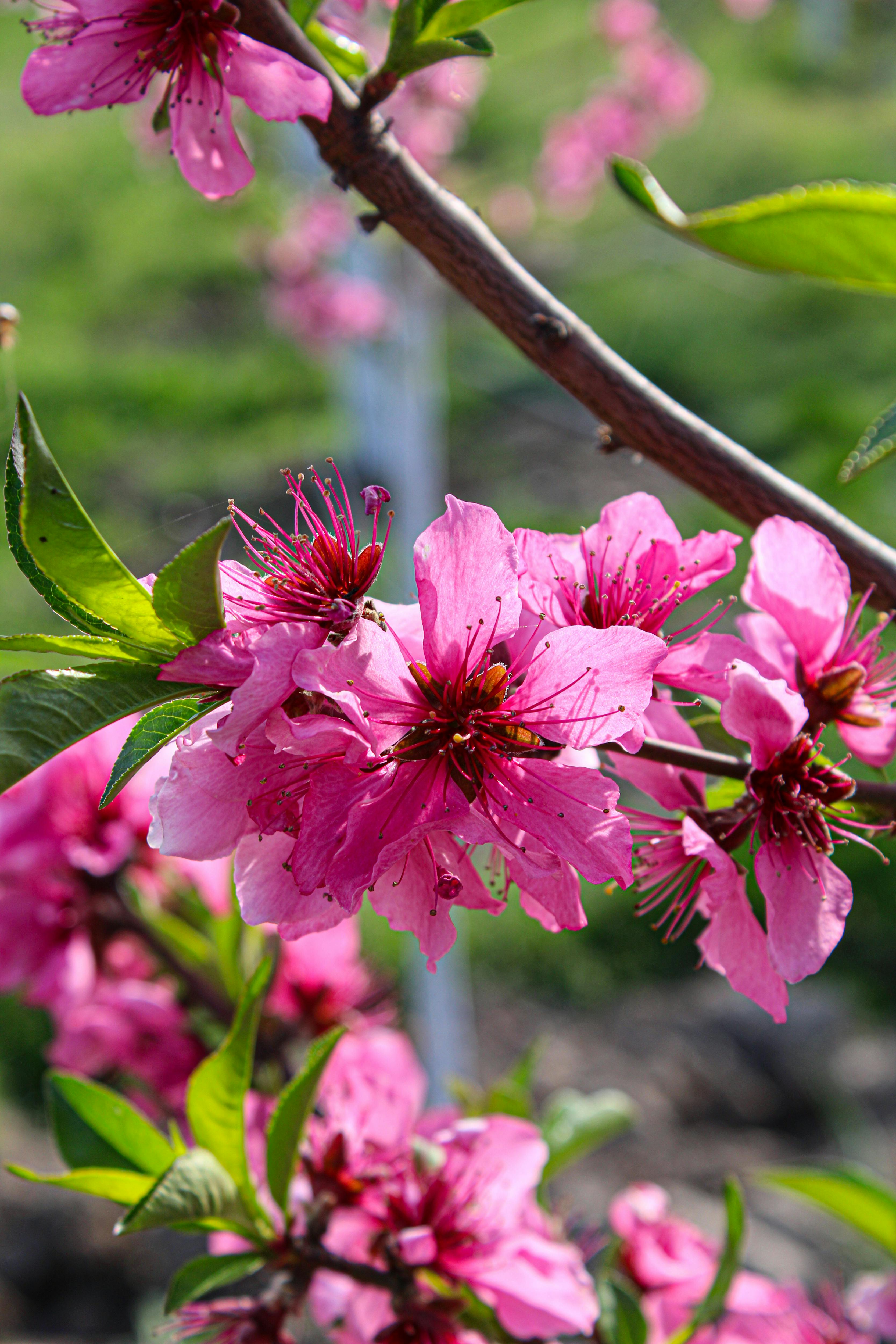 Debunking the Myth: Weightlifting and Growth