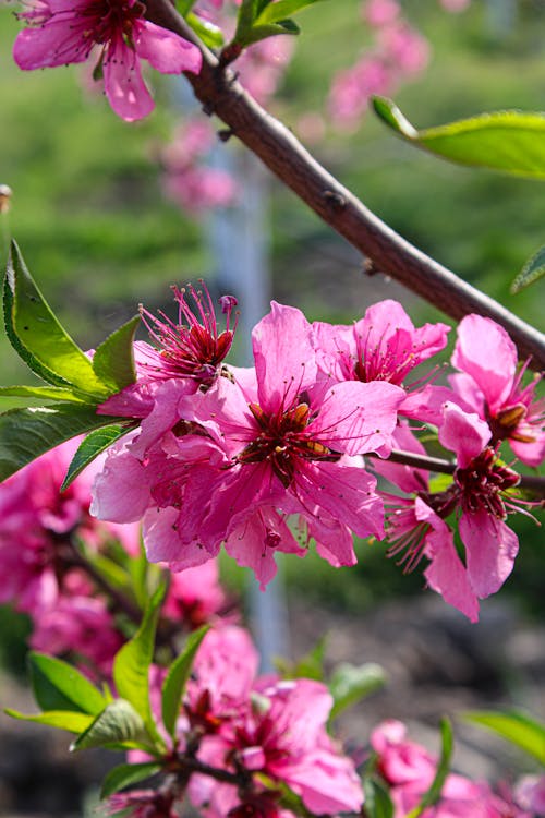 Branches with Pink Flowers