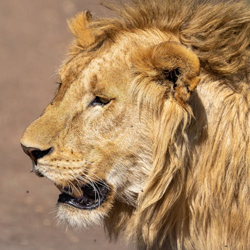 Lion Head in Close-up View