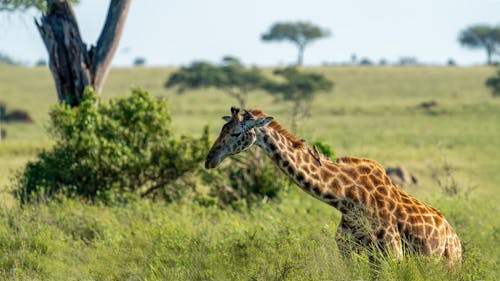 Giraffe on Grassland