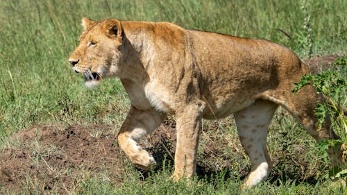 Ingyenes stockfotó állat, nagy macska, nőstény oroszlán témában Stockfotó
