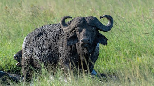 African Buffalo Lying in the Grass 