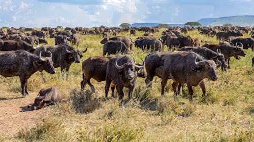 African Buffalos in the Savannah 
