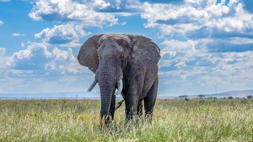 Large Elephant on Grassland