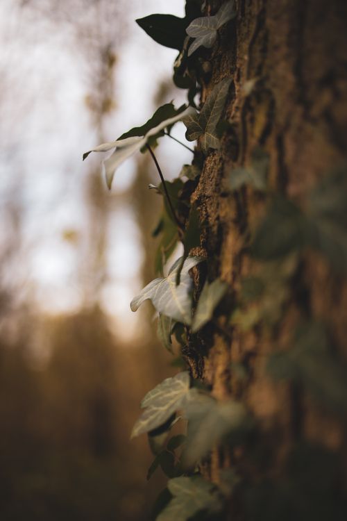Free A close-up shot of ivy growing on a tree trunk, captured with natural lighting in a forest setting. Stock Photo