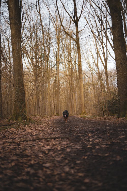 Happy Dog Walking along Path in Sunlit Forest
