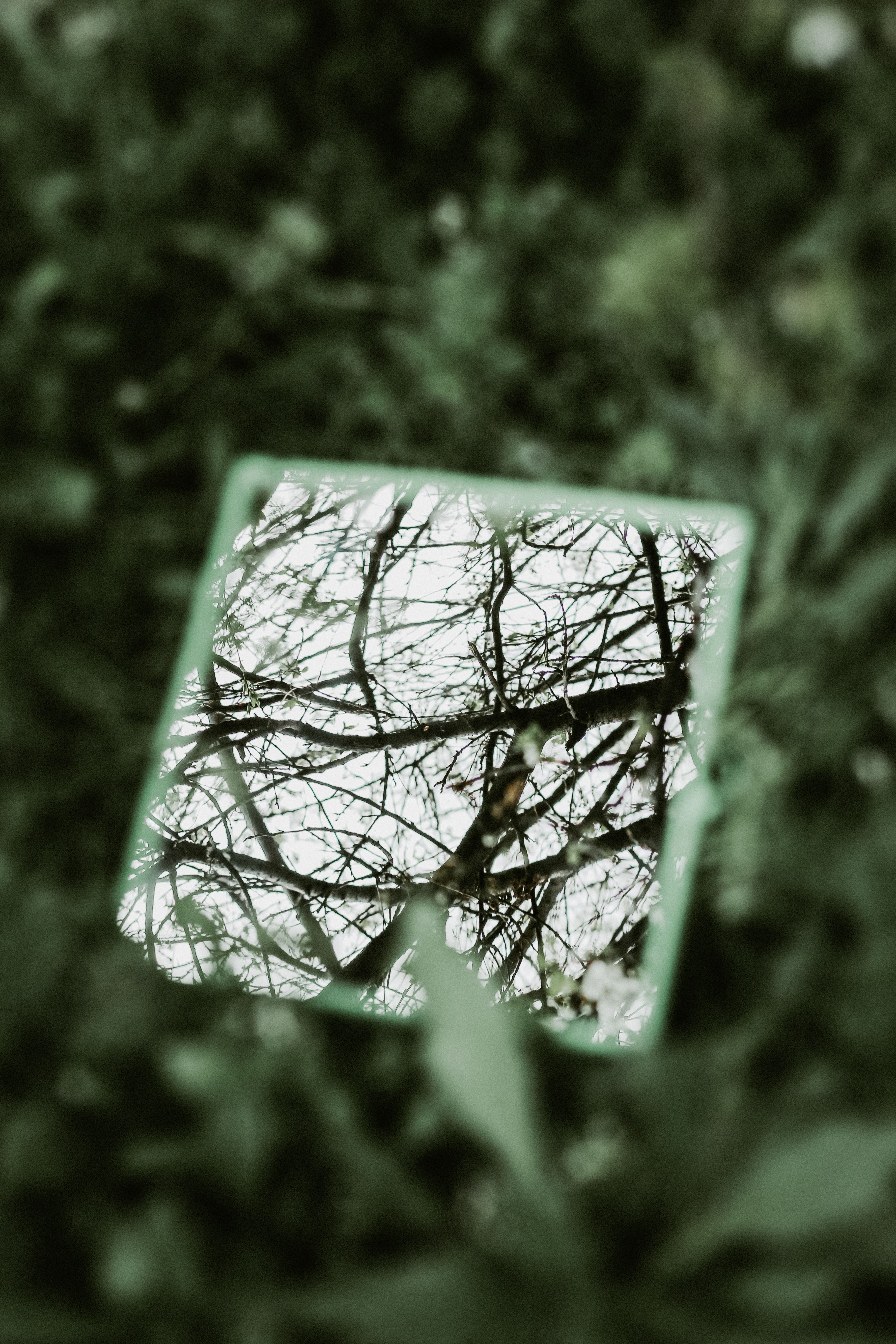 Branches Reflecting in Mirror · Free Stock Photo