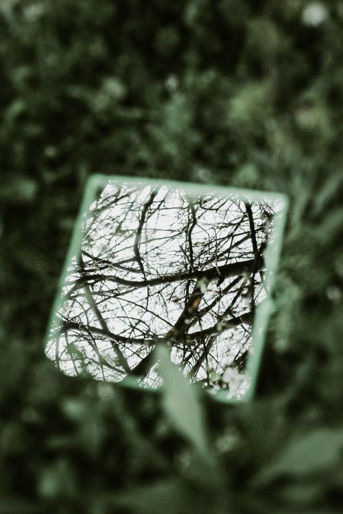 Free Branches reflected in a mirror placed on grass, creating a natural artistic perspective. Stock Photo