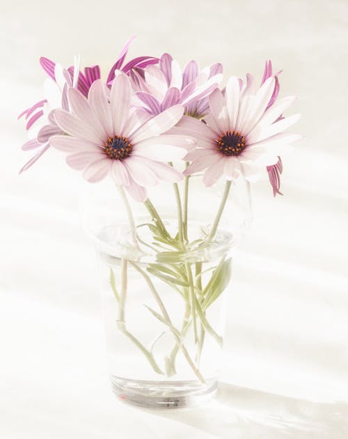 Pink African Daisies in a Glass Vase