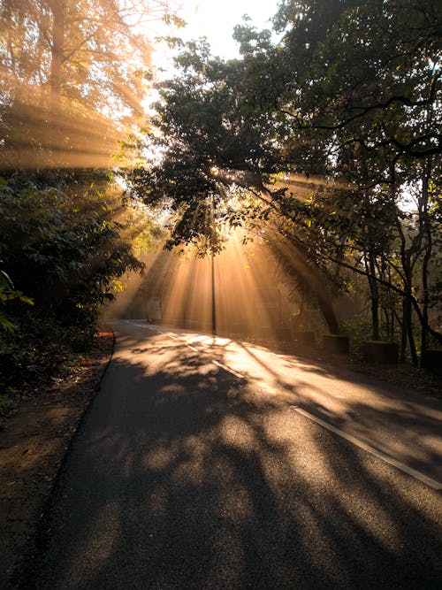 Sun Shining behind a Tree onto a Road 