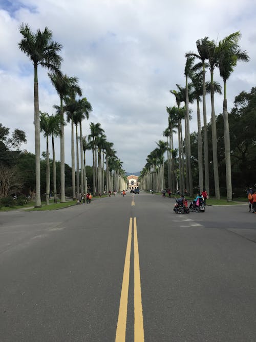 Motorbikes and Palm Trees on Asphalt Road