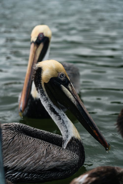 Black Pelicans on Water