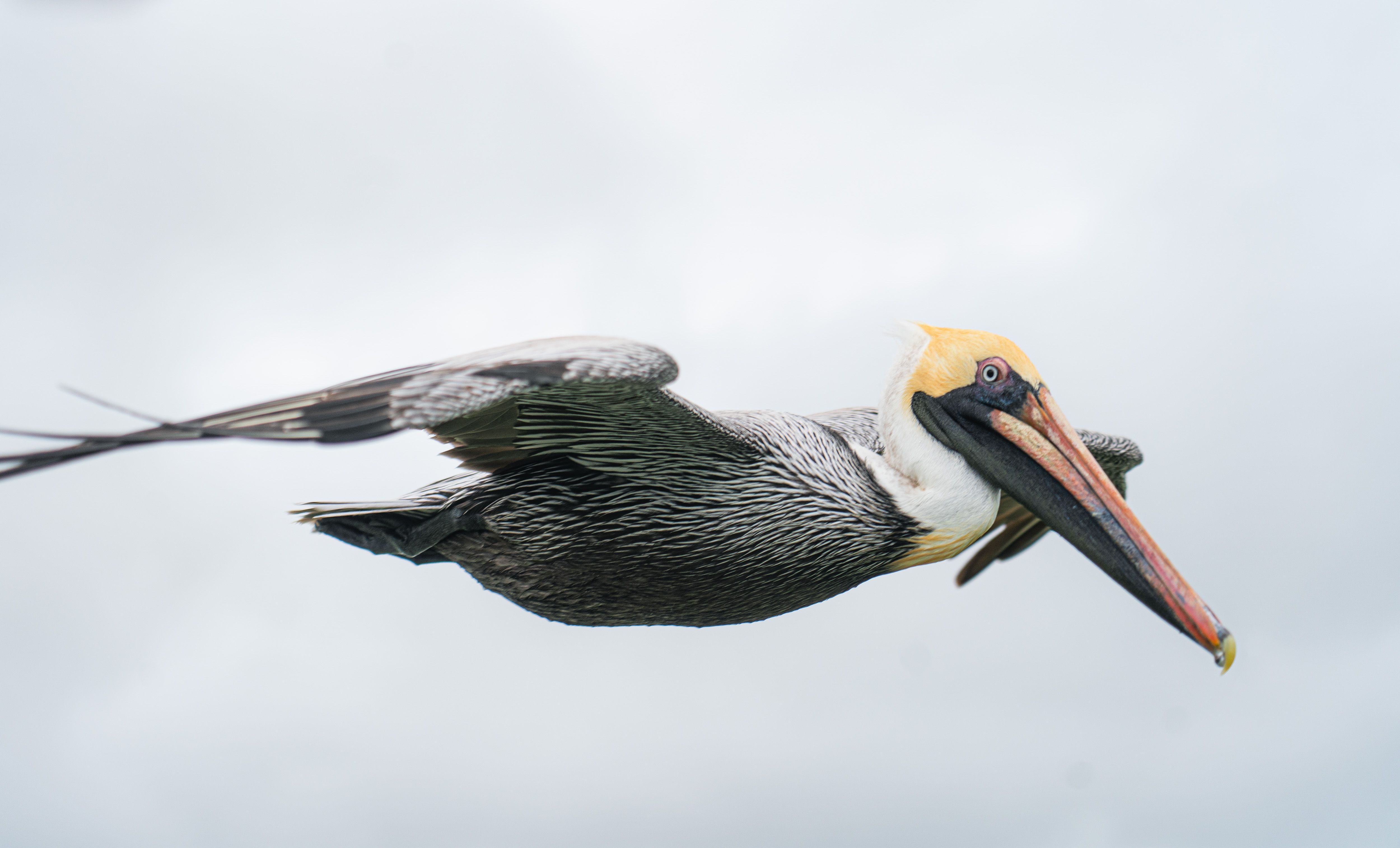 photo-gratuite-de-a-rien-aile-animal-aviaire-bec-ciel-ciel-bleu