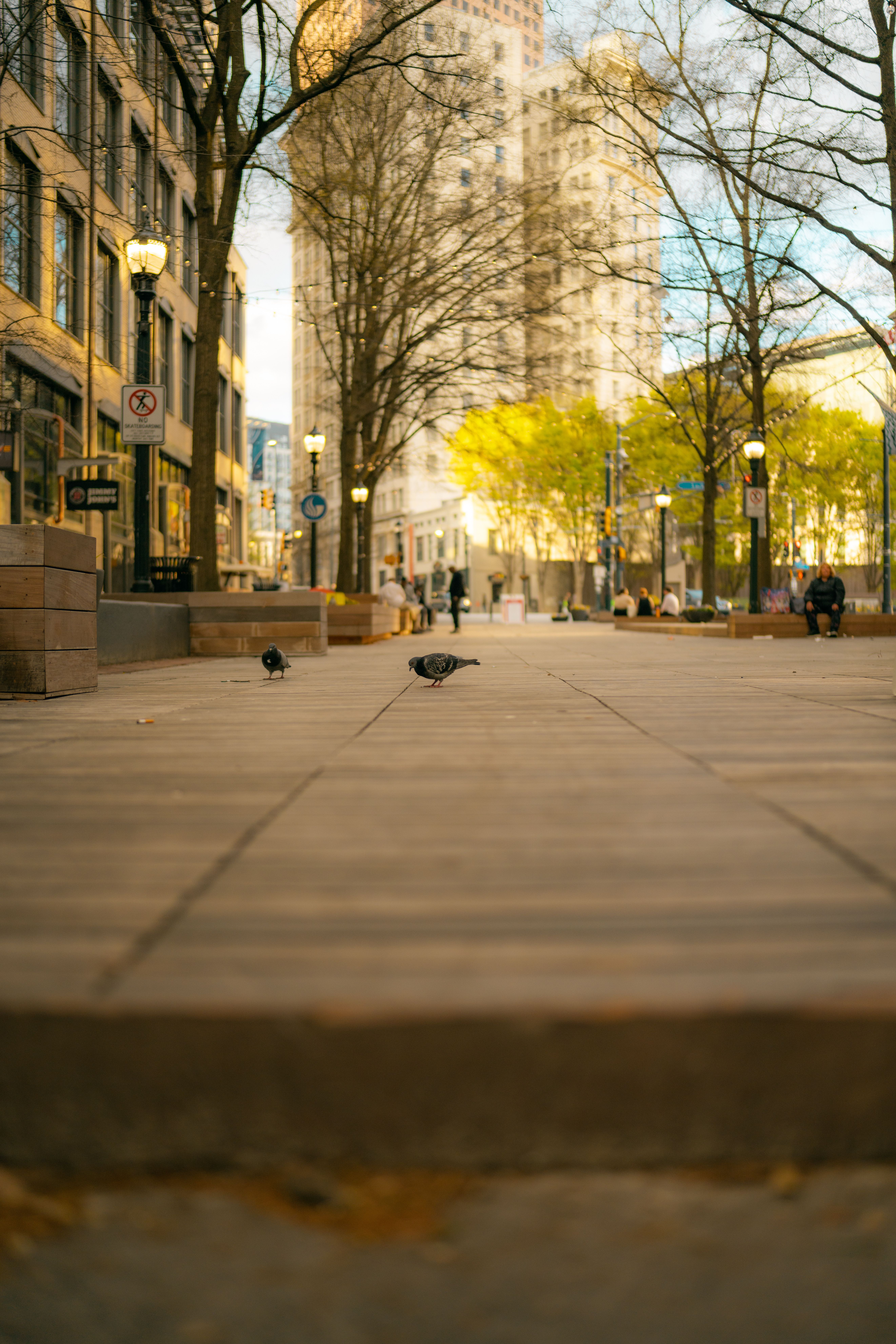 3 Pigeons Photos, Download The BEST