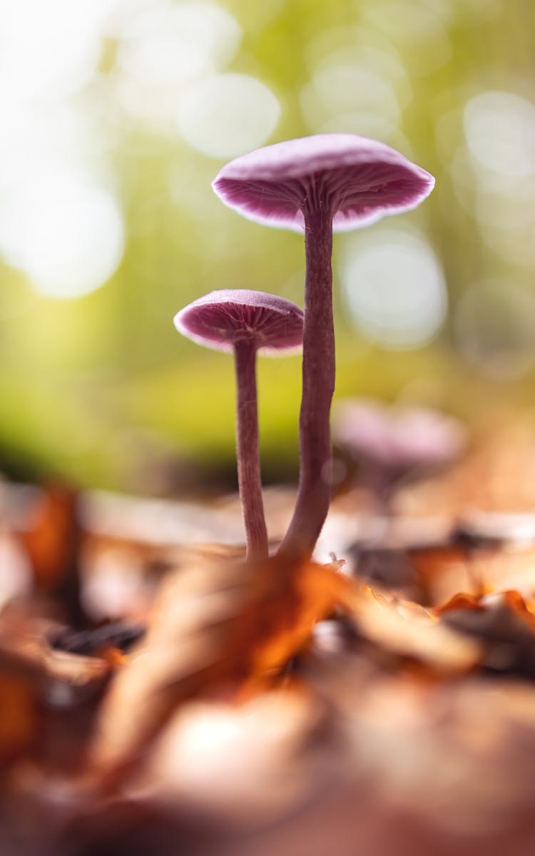 Purple Mushrooms.