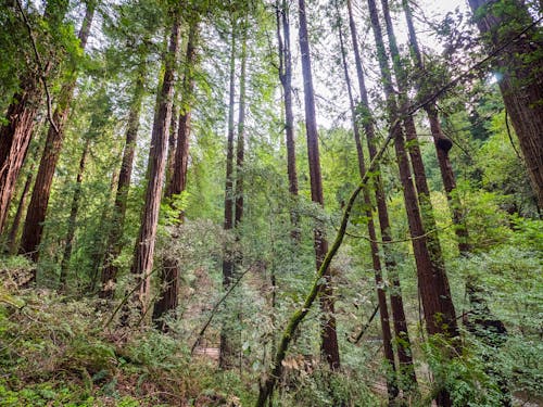 Redwood Forest, Muir Woods, California