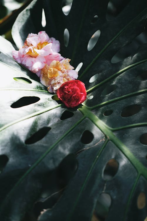 Flower on Big Leaf