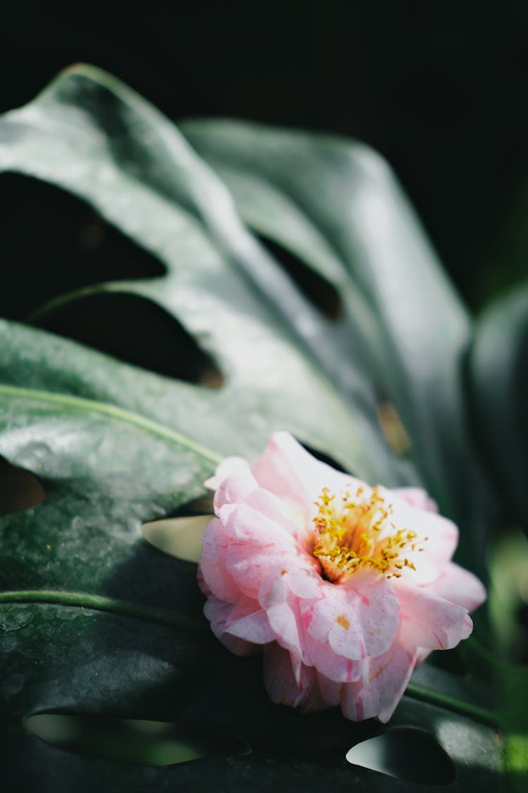 Flower On Leaf