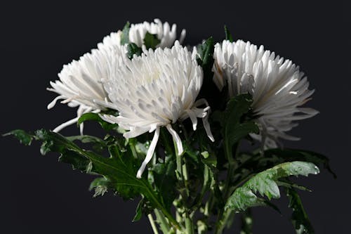 White Florist Daisy