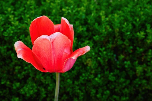 Free stock photo of flower, red flower, red tulip