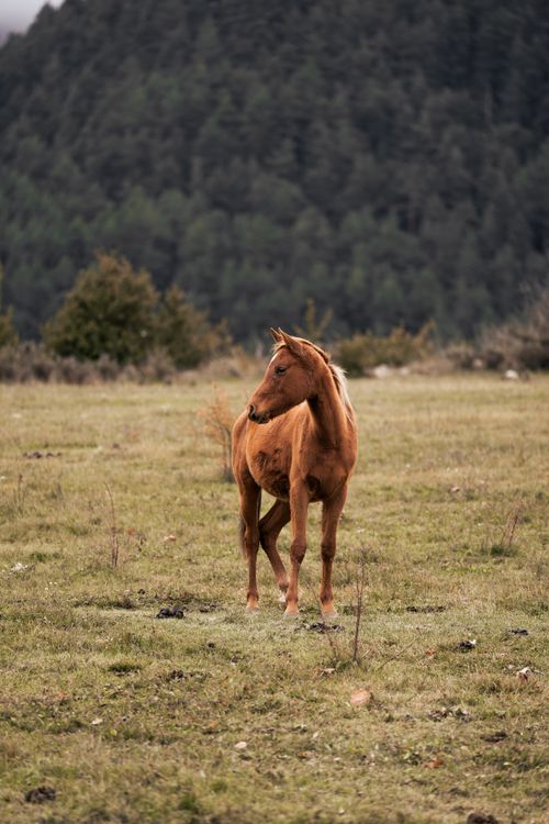 Free A wild horse grazing in a scenic valley in CT, Spain, with mountains in the background. Stock Photo