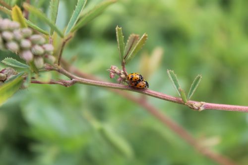 Free Ladybugs  Stock Photo