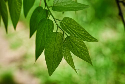 Free stock photo of green leaves, leaves, nature