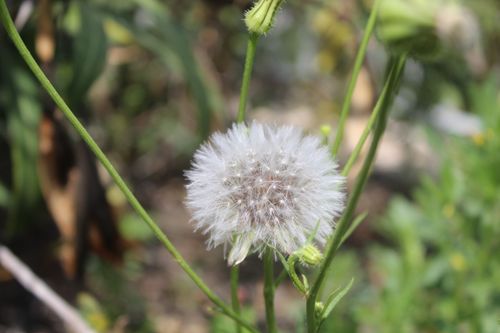 Free Dandelion Stock Photo