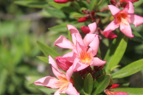 Free Adenium obesum Stock Photo