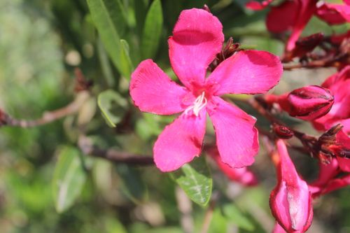 Free Pink Oleander Stock Photo
