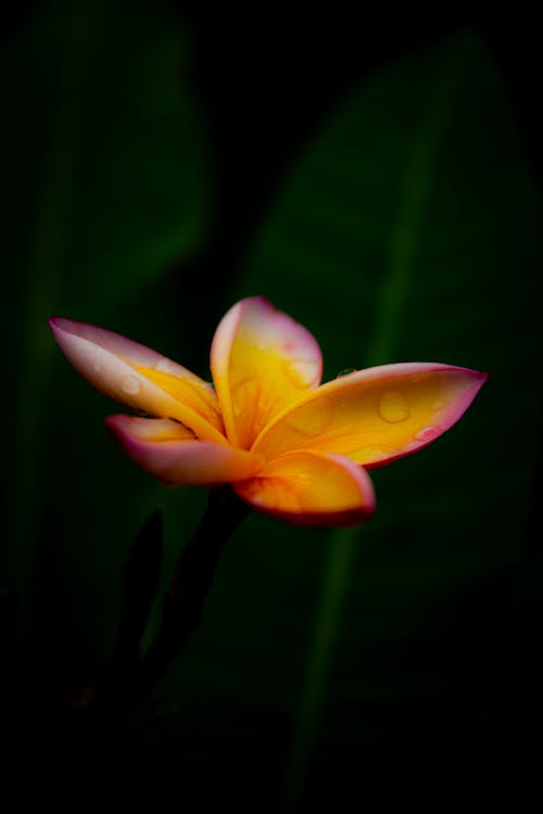 Close-up of a Yellow and Pink Frangipani Flower