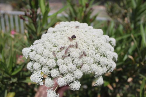 Free Daucus Corota Stock Photo