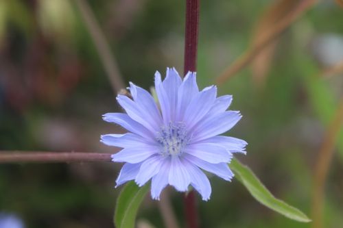 Free Blue Chicory  Stock Photo