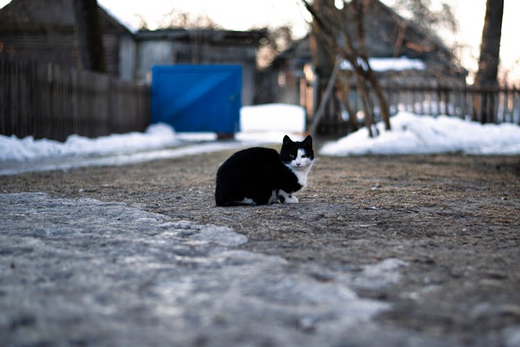 Cat In Village