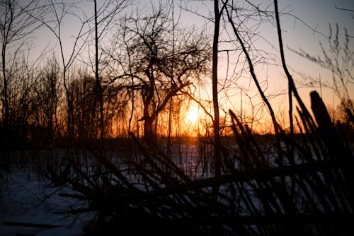 Kostenloses Stock Foto zu bäume, schnee, sonnenaufgang