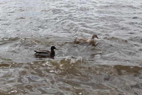 Free Two ducks, park Menahem Begin, TLV Stock Photo