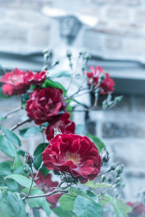 免費 紅玫瑰的選擇性聚焦攝影 圖庫相片