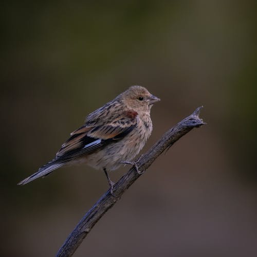 Female of Lazuli Bunting Bird