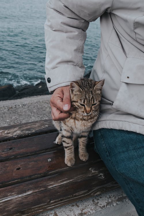 고양이, 귀여운, 남자의 무료 스톡 사진