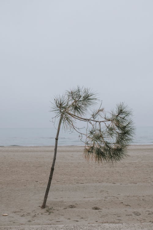 Lone Tree on a Beach 