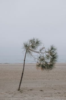 Lone tree leaning on a foggy deserted beach, evoking solitude and calmness.