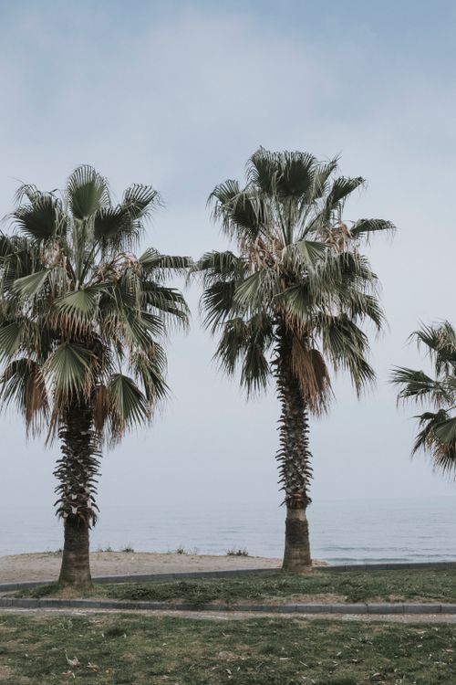 Free Tall palm trees by a serene beach under a clear sky. Stock Photo