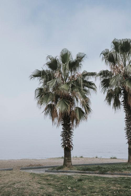 Free A tranquil morning view of palm trees by the misty beachfront, exemplifying tropical serenity. Stock Photo